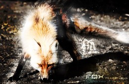 FOXneverdies